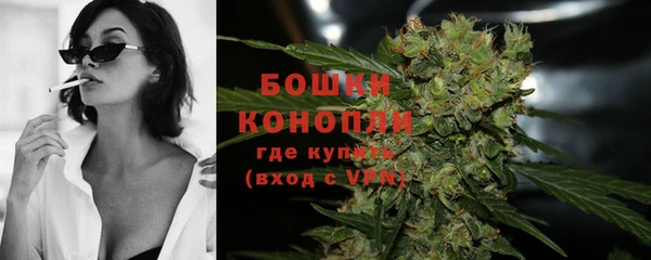 сатива Беломорск