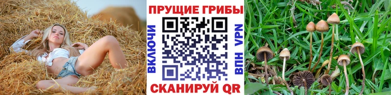 мориарти формула  купить  цена  Кимовск  Псилоцибиновые грибы Psilocybe 
